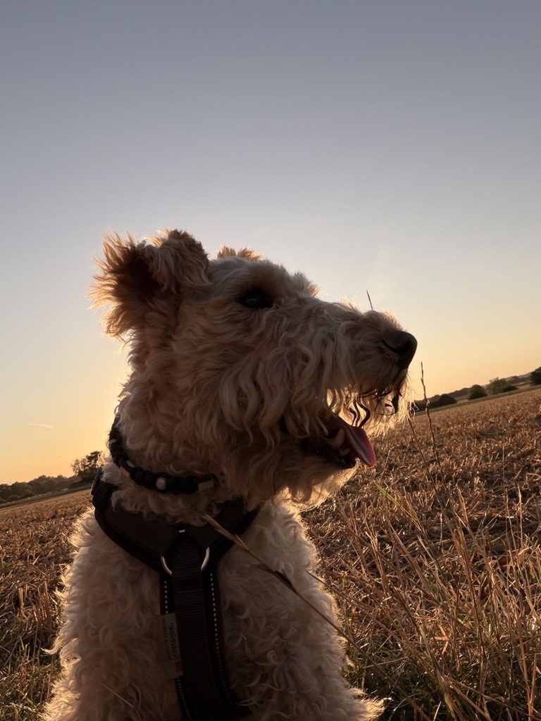 Foxterrier Curry, Drogen- & Suchtbeauftragter